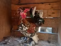 Chickens — 照片 8