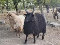 भेड़, Racka sheep — फ़ोटो 3