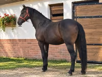 Caballo, Caballos — foto 1