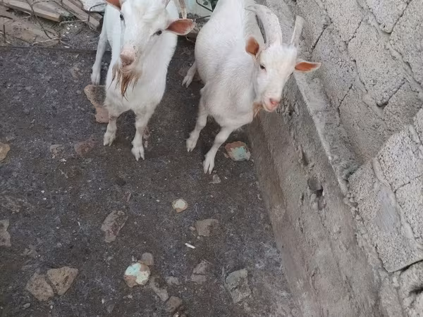 Kozioł, Kozy