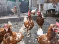 Chickens — 照片 5