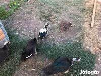 Ducks — photo 3