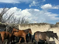 Madyan, Atlar — foto 3