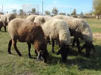 भेड़, Tsigai sheep — फ़ोटो 1
