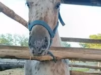 Koń, Konie — zdjęcie 2