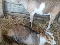 雌ヤギ, Nubian Goat — 写真 2