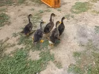 Ducks — Foto 2