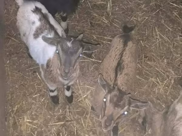 Cabra, Dutch Landrace goats