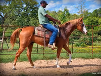 Pastuv, American paint horse — fotografija 5