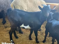 Jarac, Dutch Landrace goats — fotografija 6
