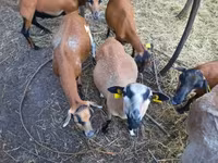 Carneiro, Cameroon sheep — foto 2