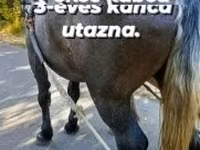 Kobyła, Konie — zdjęcie 3