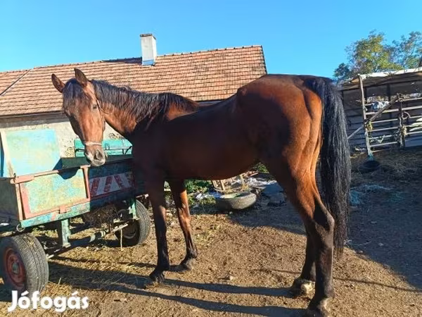 Pastuv, Коњи