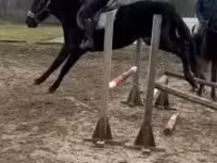 Caballo, Hungarian horse breed — foto 2