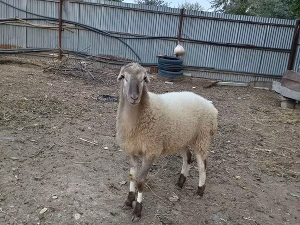 Moutons (lot, sexe non indiqué), Moutons