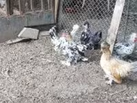 Chickens — fotografija 8