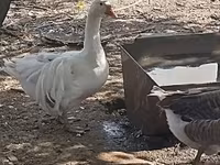 Geese — फ़ोटो 4