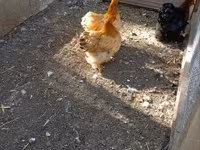 Chickens — फ़ोटो 4