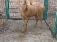 Brebis, Arashan sheep — photo 3