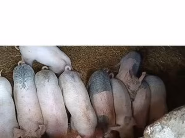 母猪, Крупная белая