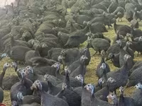 Guinea fowl — foto 5