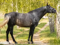 घोड़ा, Andalusian horse — फ़ोटो 1