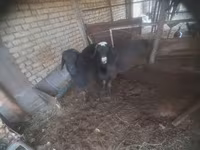 Bode, Cabras — foto 1