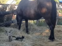Yegua, Caballos — foto 7
