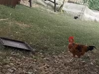 Chickens — foto 2