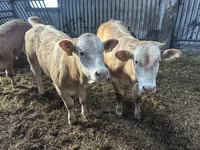 Bovinos (lote, sexo no especificado), Charolais cattle — foto 2