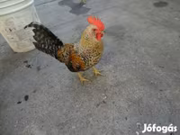 Chickens — الصورة 1
