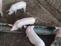 猪（批次，未指定性别）, Крупная белая — 照片 1