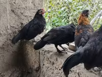 Чеська золота строката курка — фото 4