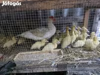 डोमेस्टिक मस्कोवी — फ़ोटो 2