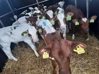 雄牛, Simmental cattle — 写真 1