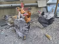 Chickens — photo 2