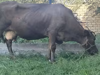 Cow, Swiss cattle — photo 5