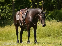 Pastuv, Friesian — fotografija 4