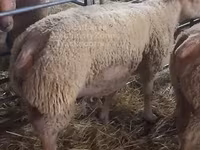Ovan, Charollais sheep — fotografija 1