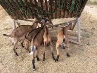Taka, Alpine goat — 3-rasm
