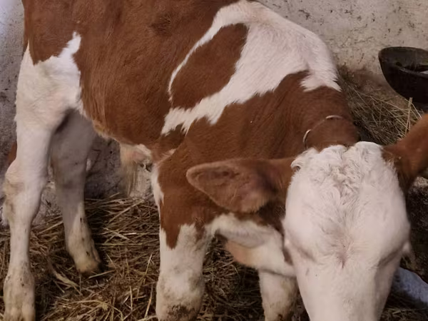 雄牛, Simmental cattle