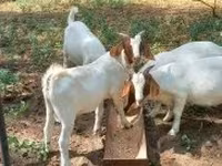 Jarac, Boer goat — fotografija 8