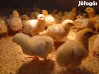 Chickens — photo 4