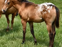 Kobila, Appaloosa — fotografija 1