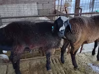 Widder, Blackheaded Persian sheep — Foto 4