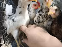 Chickens — Foto 5