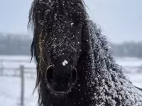 حصان, Friesian — الصورة 5