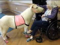 Kobila, Miniature horse — fotografija 4