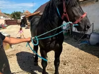 公马, Percheron — 照片 1