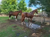 Égua, Hungarian horse breed — foto 5